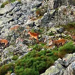 فندق Hospederia Del Santuario De La Pena De Francia 3*